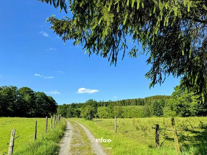 Promenade de la Chaussée Marie-Thérèse à Tenneville : randonnée de 11,9 km (Wyompont)