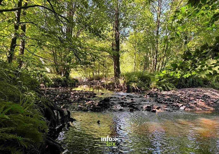 Promenade de la Basseille à Tenneville : randonnée de 12,2 km (Laneuville-au-Bois)