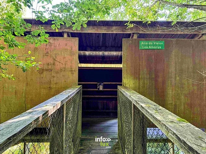 Promenade de la Converserie à Tenneville : randonnée de 6,1 km (Laneuville-au-Bois)