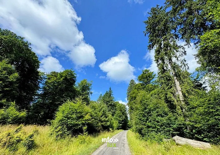 Promenade de Mochamps à Tenneville : randonnée de 9,8 km (Champlon)