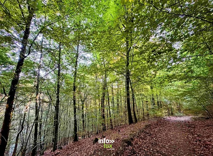 À la découverte de la forêt subnaturelle à Wellin : randonnée de 4 km