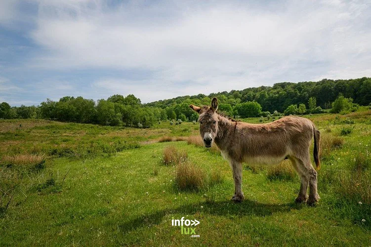La réserve naturelle de Musson : randonnée de 3,6 km