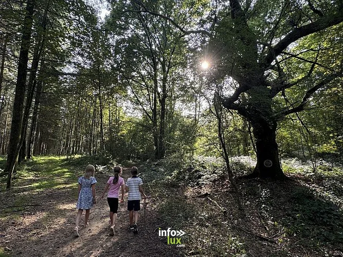 Le Sentier des Druides à Tintigny : randonnée de 1,6 km