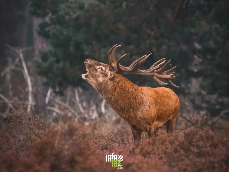 Herbeumont > Sortie > Sortie à l’écoute du brâme du cerf 2026