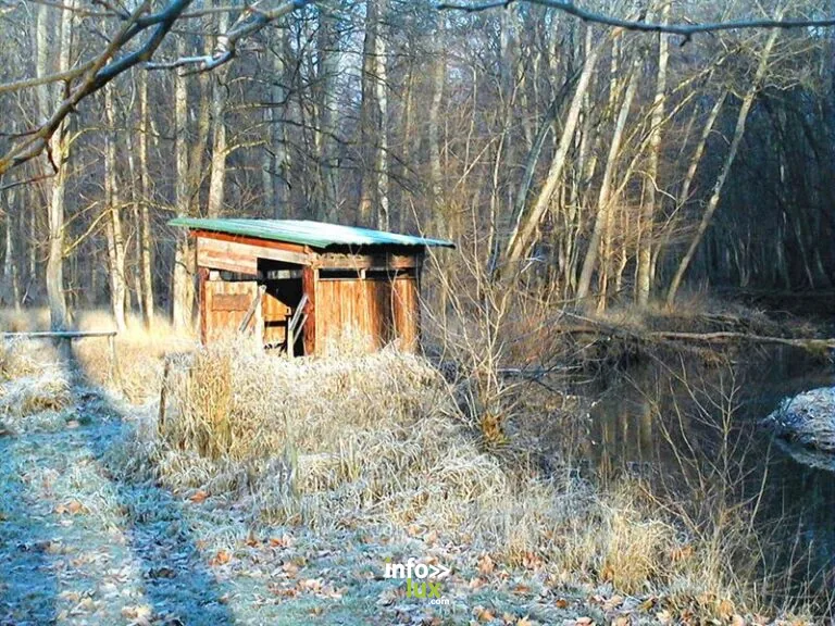 Observatoire de la grande faune à Sélestat : la visite et les infos pratiques
