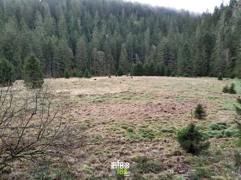 Tourbière Squainfaing à Ban-sur-Meurthe-Clefcy
