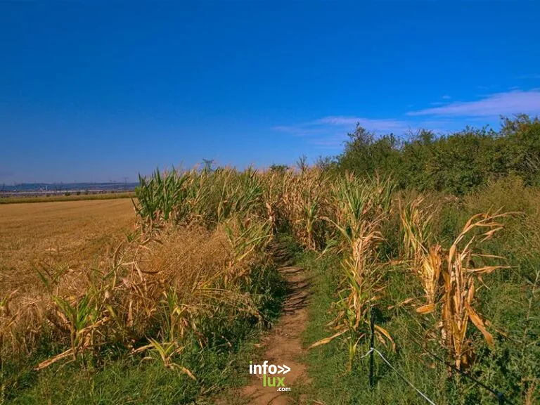 Vigy labyrinthe