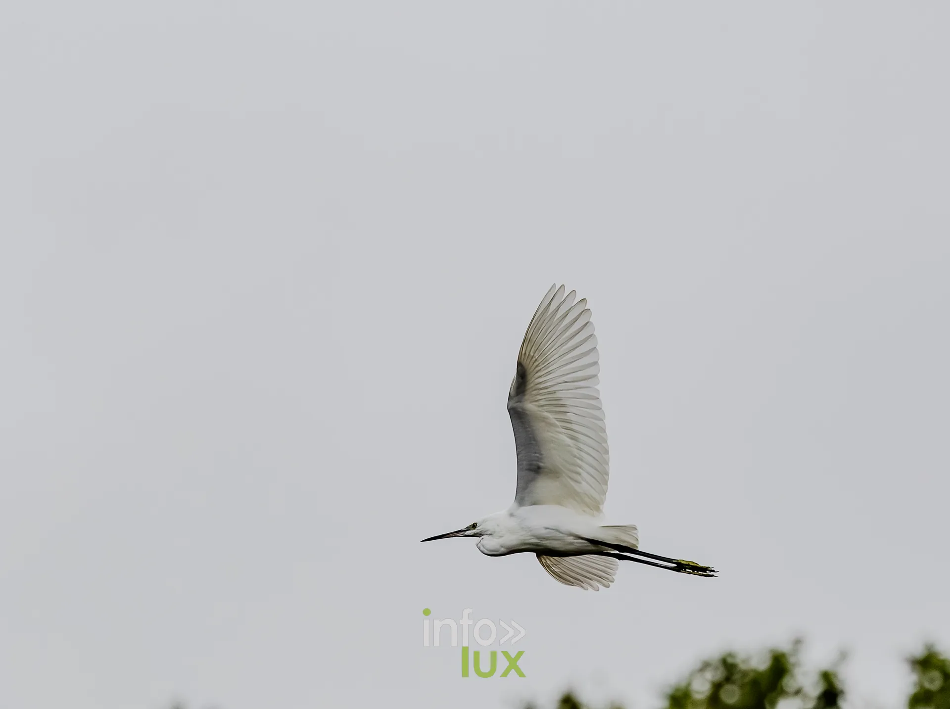 Aigrette garzette ailes deployees au-dessus du vieux canal de Ronquieres