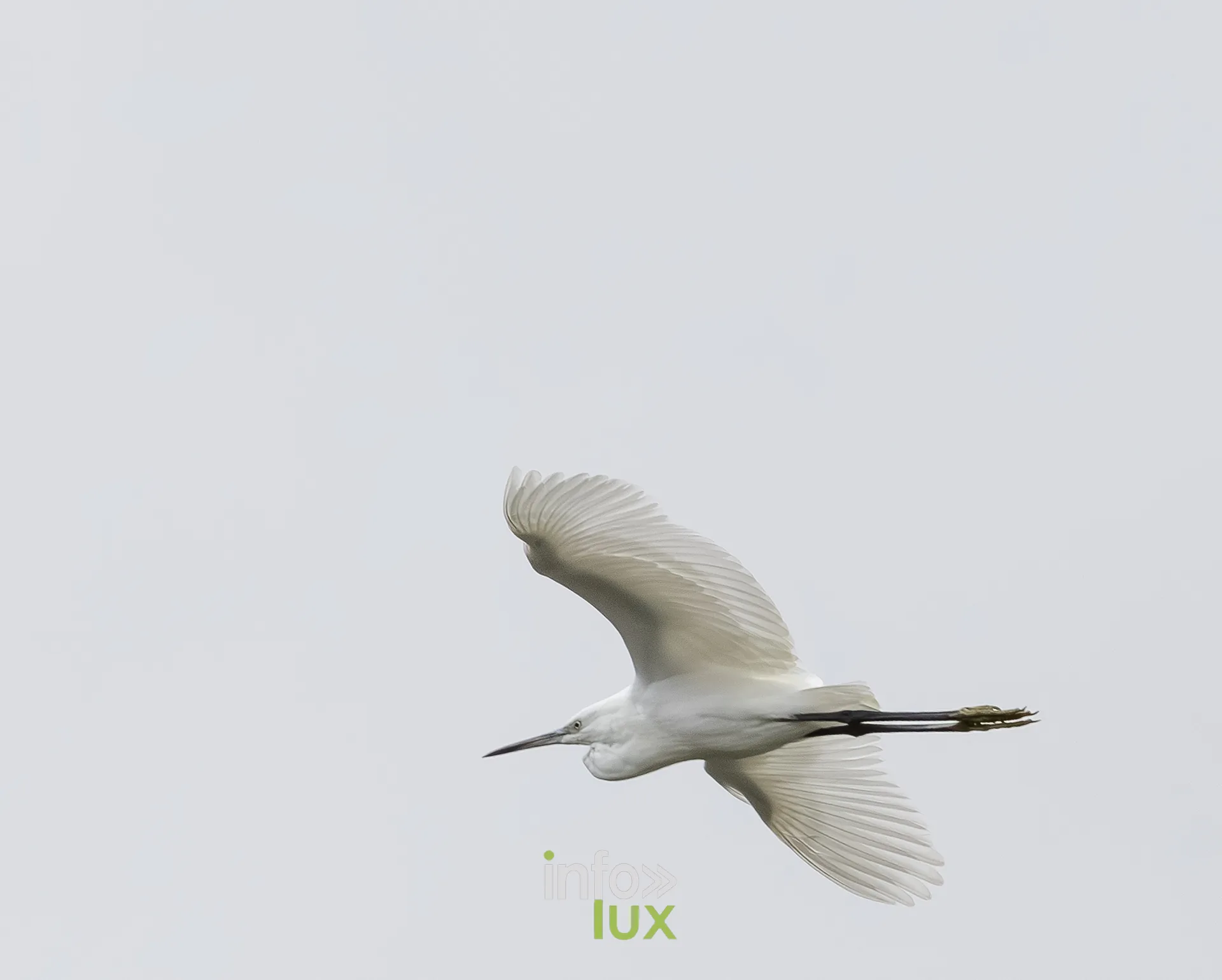 Aigrette garzette en vol au-dessus du vieux canal de Ronquieres