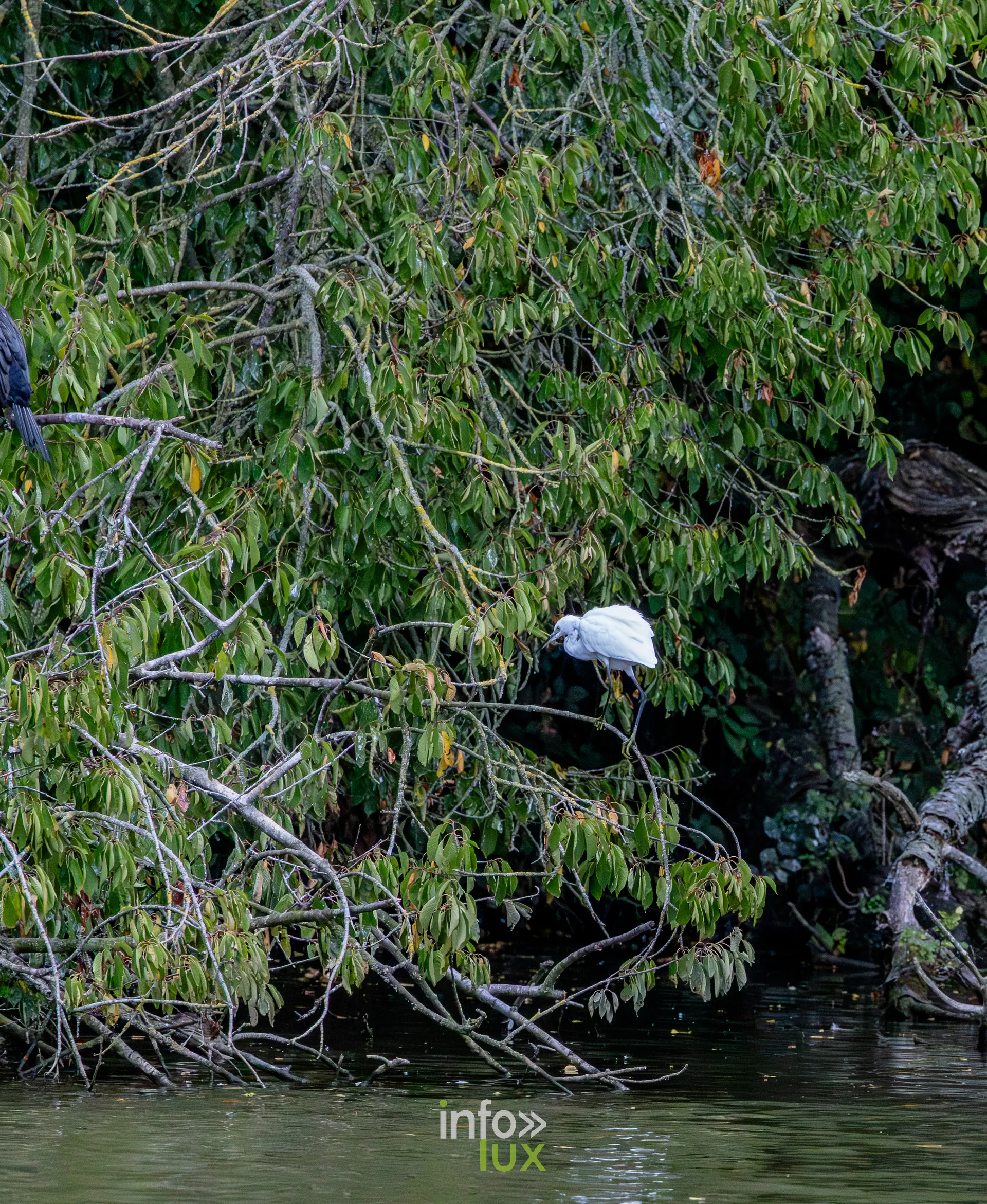 Aigrette garzette posee dans la vegetation au bord du vieux canal de Ronquieres