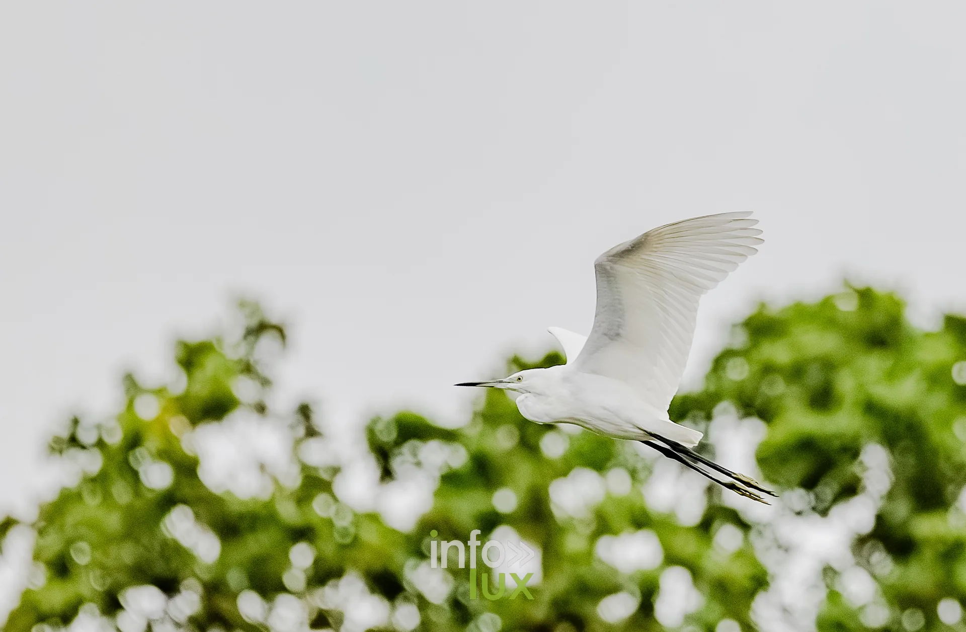 Aigrette garzette volant au ras des arbres au bord du vieux canal de Ronquieres