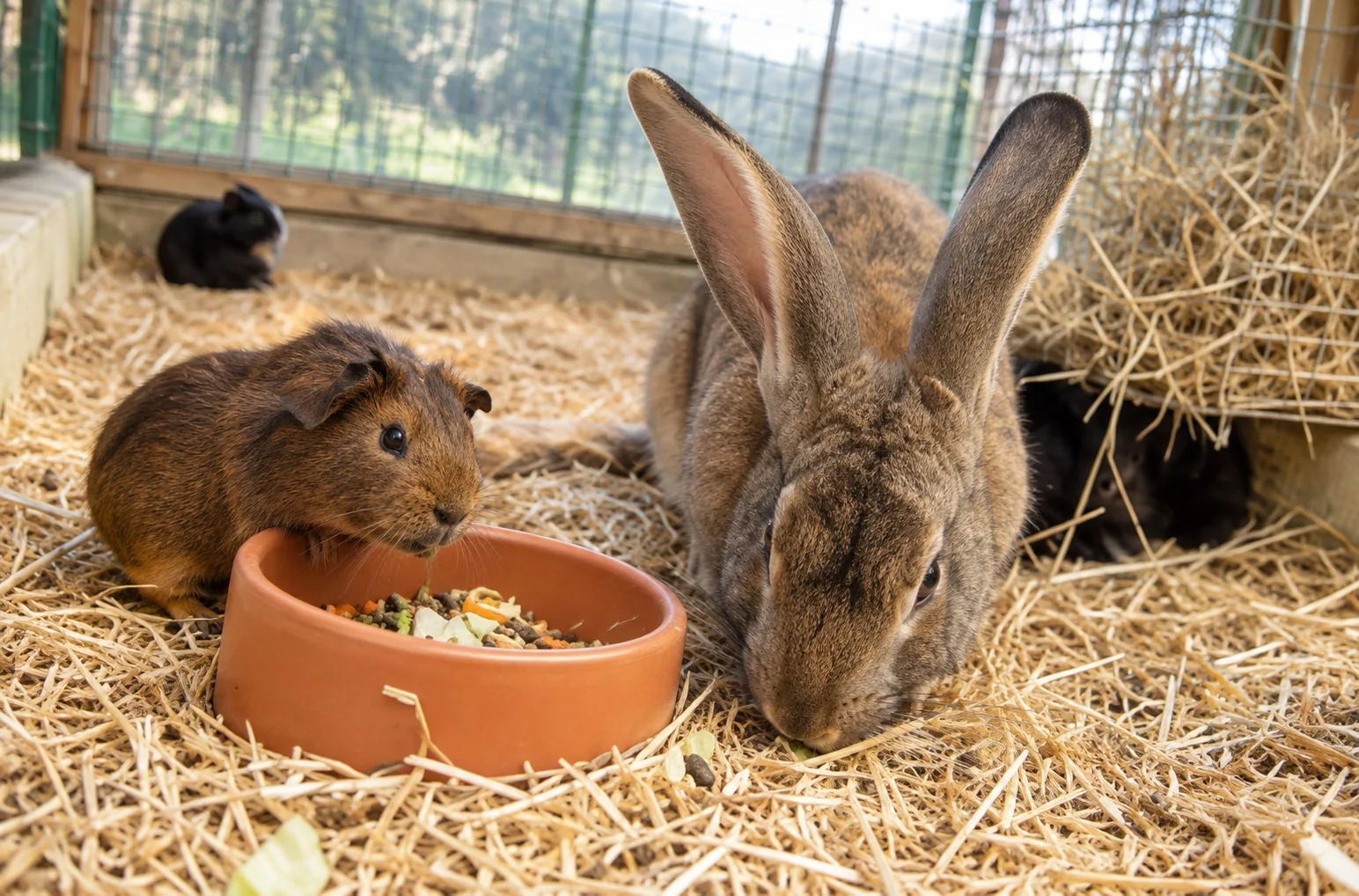 Un lapin et un cochon d’Inde dans la paille autour d’une gamelle de graines