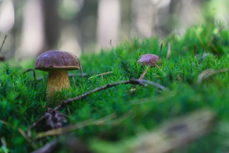 Champignon brun sur un tapis de mousse verte au sol d une foret