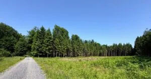 Au cœur de la sérénité de la forêt ardennaise à Libramont-Chevigny — Libramont-Chevigny Au cœur de la sérénité de la forêt ardennaise à Libramont-Chevigny — Libramont-Chevigny