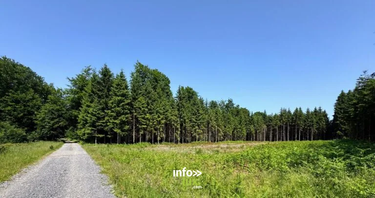 Au cœur de la sérénité de la forêt ardennaise à Libramont-Chevigny