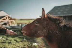 Aux Peupliers, gîte à la ferme à Chimay — Chimay Aux Peupliers, gîte à la ferme à Chimay — Chimay