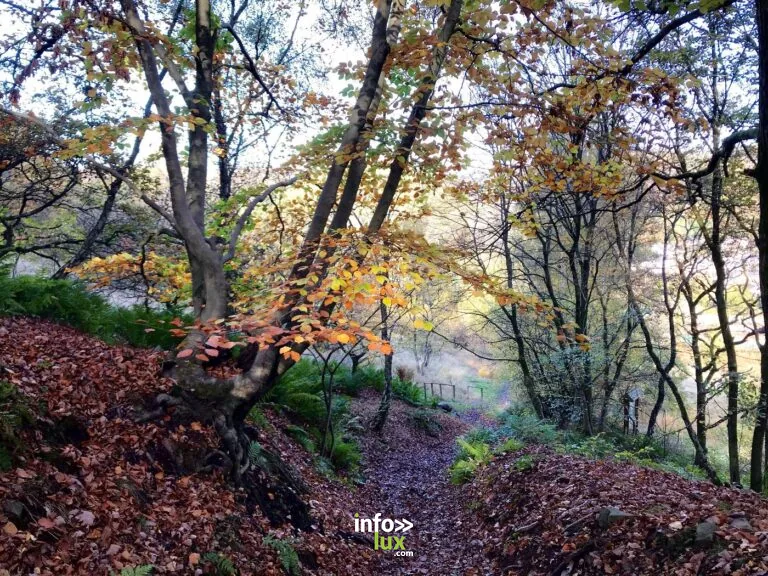 Chaudfontaine > Balade > Balade : À la découverte des arbres de nos forêts