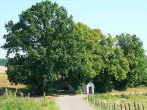 Balade des arbres remarquables à Attert : balade en forêt — Attert Balade des arbres remarquables à Attert : balade en forêt — Attert