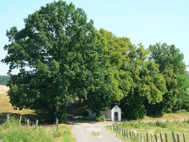 Balade des arbres remarquables à Attert : balade en forêt