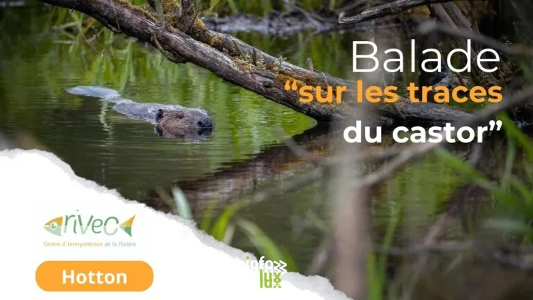Hotton > Balade > Balade nature sur les traces du castor