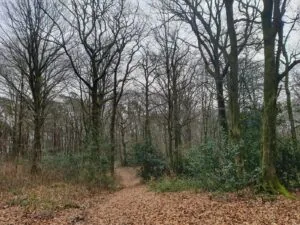 Balade P8 Courrière – Bois de Sorinne : une escapade au cœur de la forêt à Assesse — Assesse Balade P8 Courrière – Bois de Sorinne : une escapade au cœur de la forêt à Assesse — Assesse