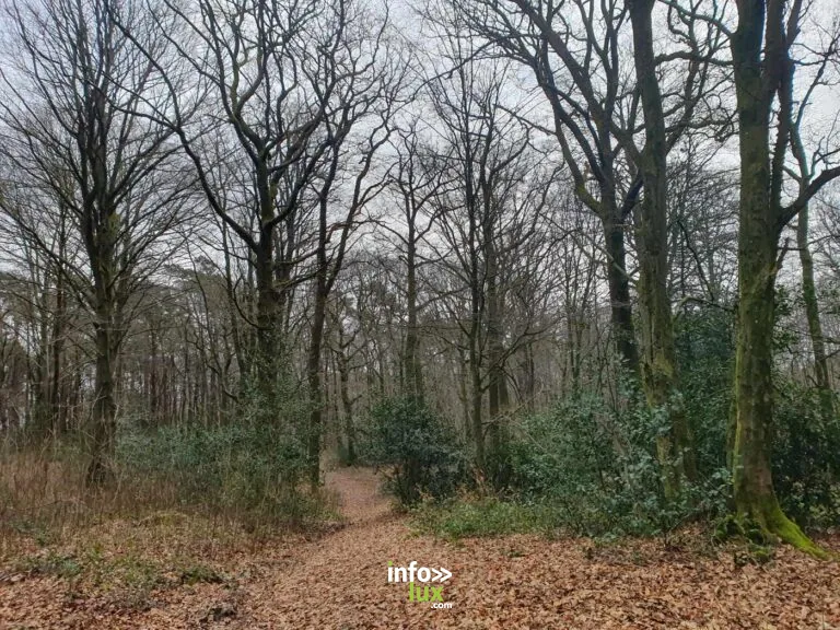Balade P8 Courrière – Bois de Sorinne : une escapade au cœur de la forêt à Assesse
