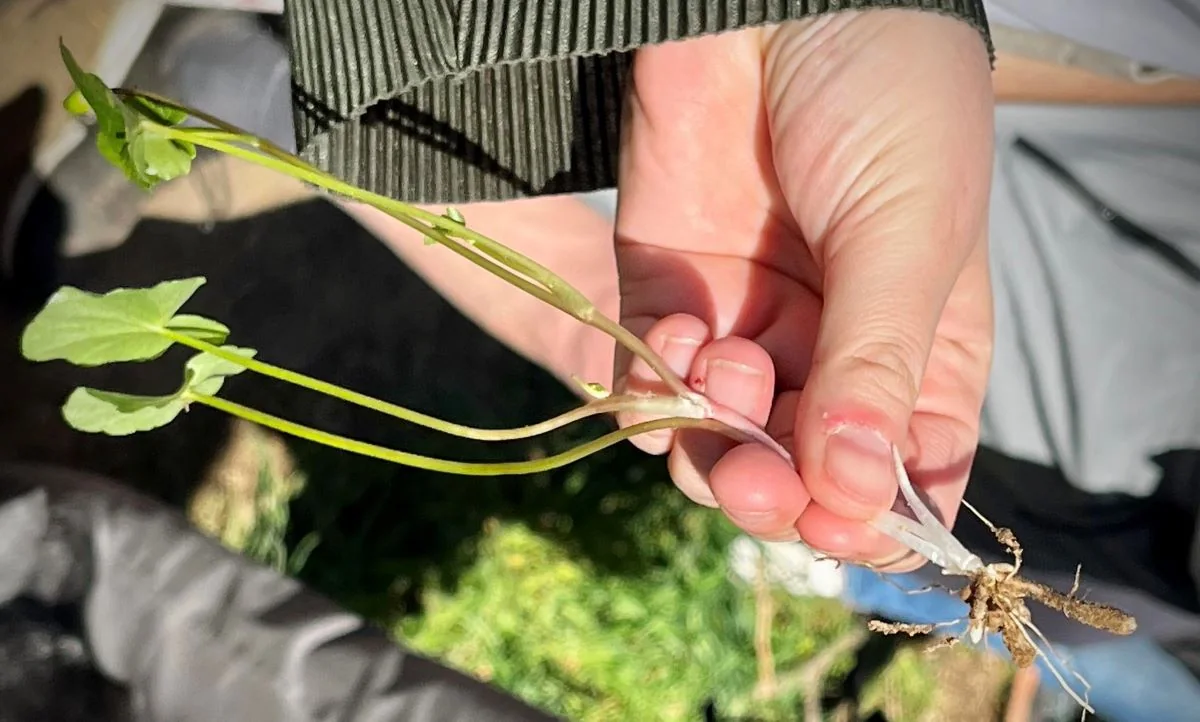 Une main tient une plante sauvage arrachée avec sa racine lors d'une balade guidée
