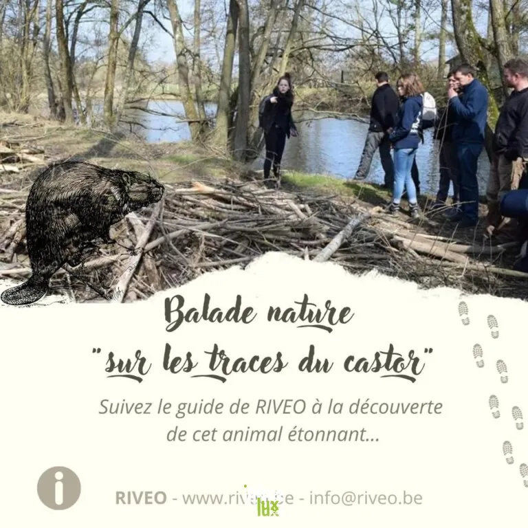Hotton > Balade > Balade sur les traces du castor