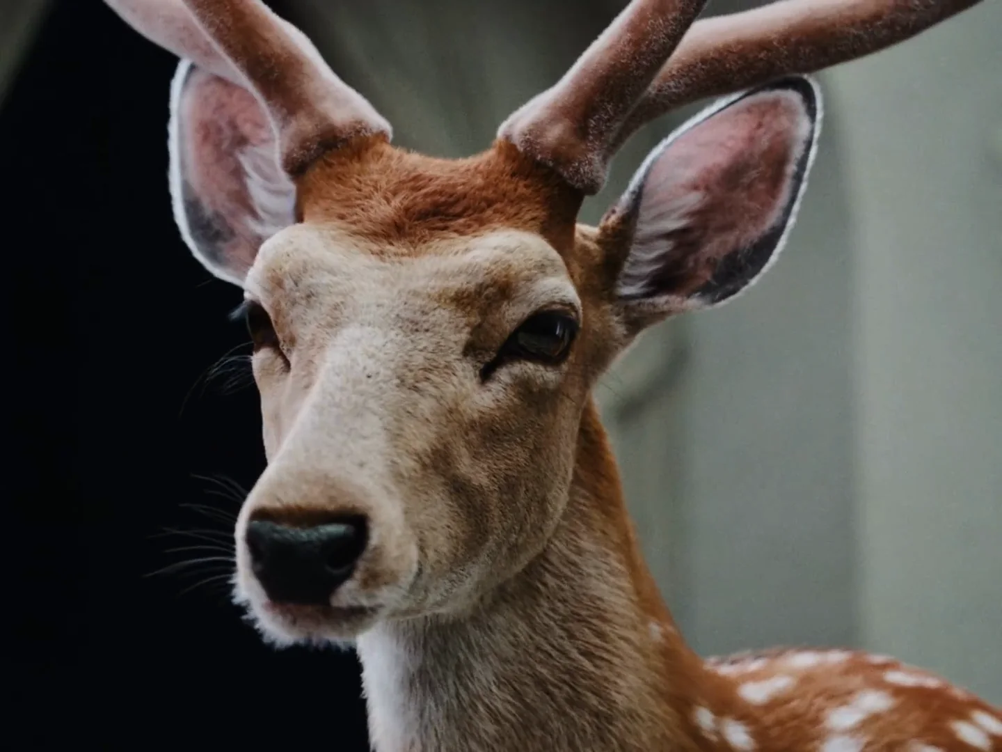La biche au milieu du grand hall dans le clip Les Dieux et les Rois