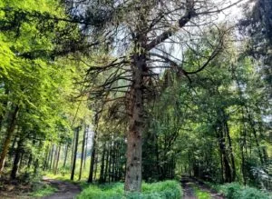 Bois de Renimont à Libin : balade en forêt — Libin Bois de Renimont à Libin : balade en forêt — Libin