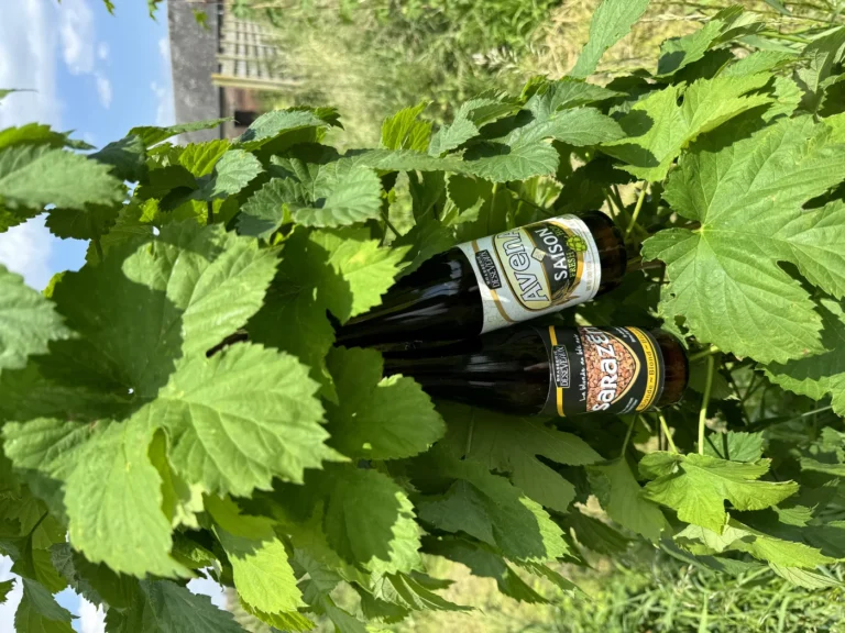 Brasserie Deseveaux à Boussu : la Sarazen et la Saison Avena, bières aux céréales anciennes