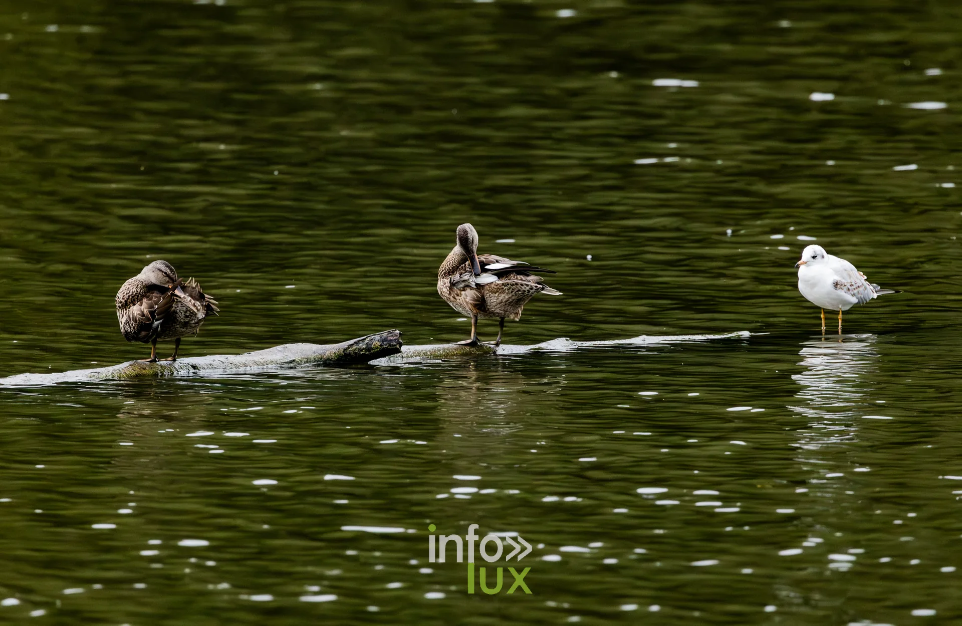 Canard colvert et mouette rieuse poses sur un tronc emerge du vieux canal de Ronquieres