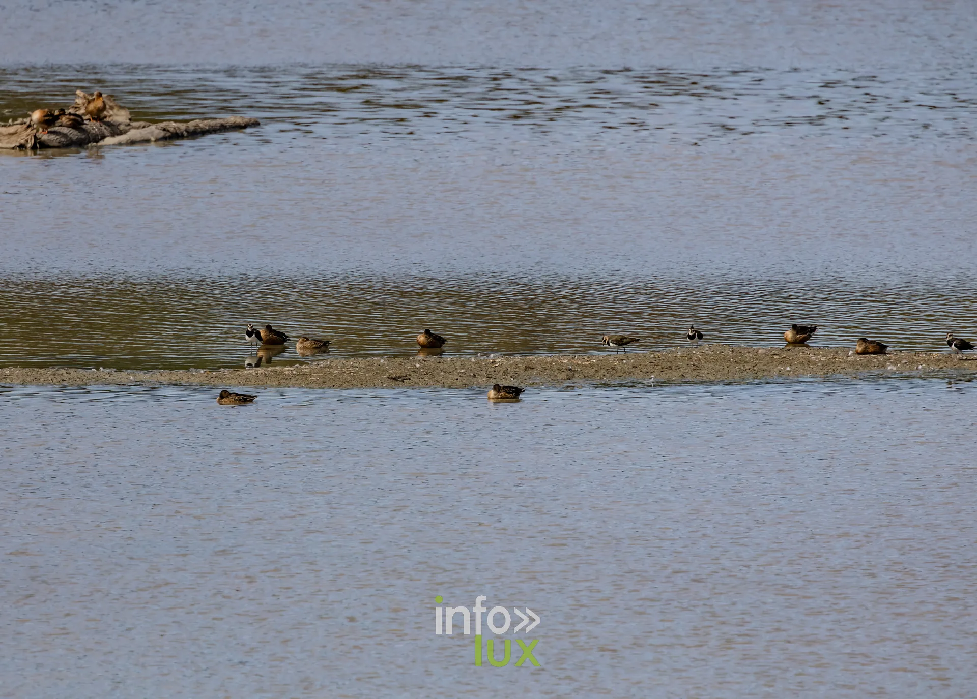 Groupe de canards au repos sur une vasiere de l'etang de Virelles