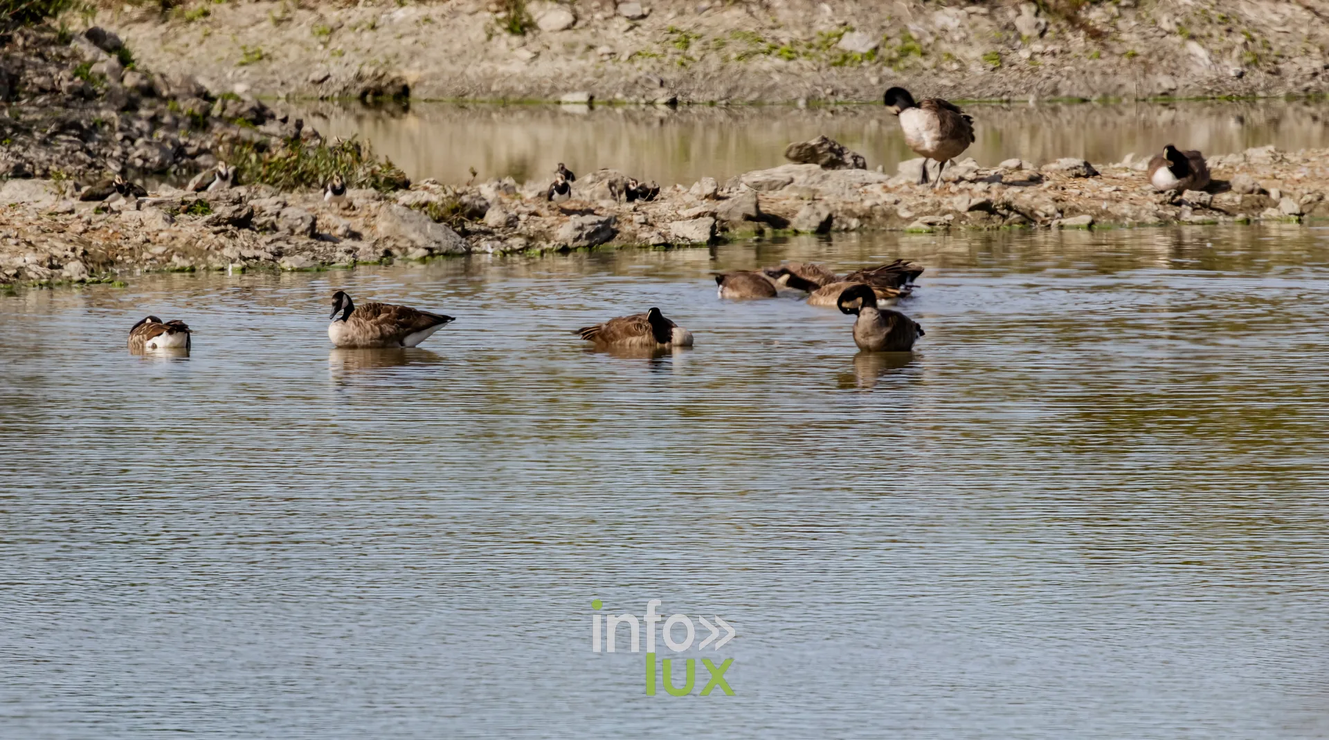 Canards colverts au repos sur une vasiere de l'etang de Virelles