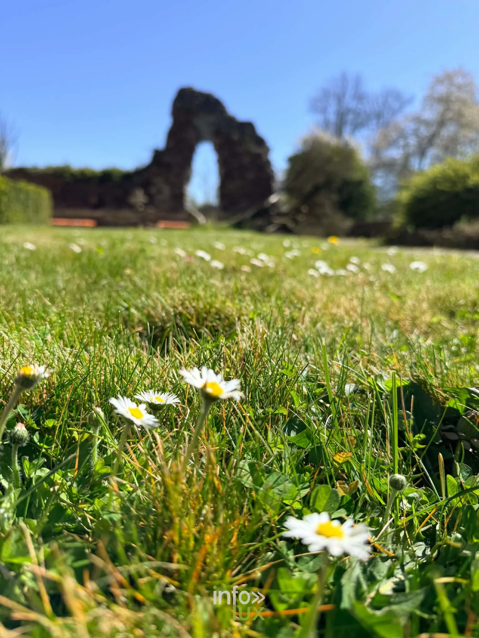 Pâquerettes dans l’herbe devant les ruines en pierre de l’ancien château de Latour
