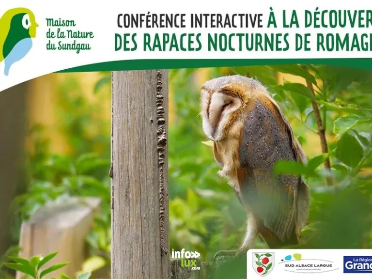 Romagny > Conférence > Conférence interactive à la découverte des rapaces nocturnes à Romagny