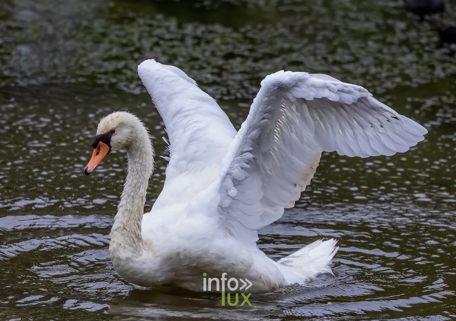 Cygne tubercule deployant ses ailes sur le vieux canal de Ronquieres