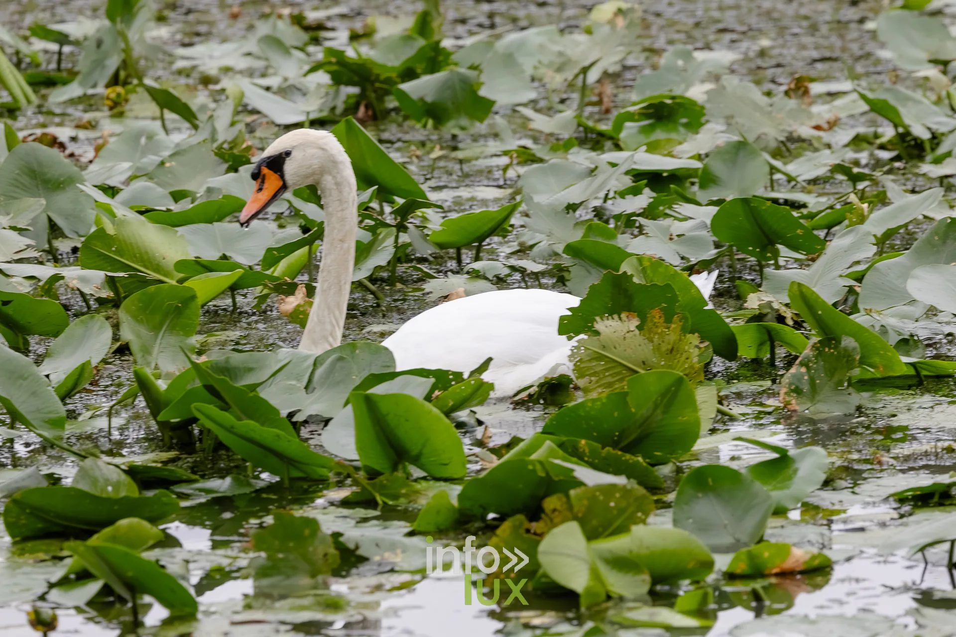 Cygne tubercule au milieu des nenuphars du vieux canal de Ronquieres