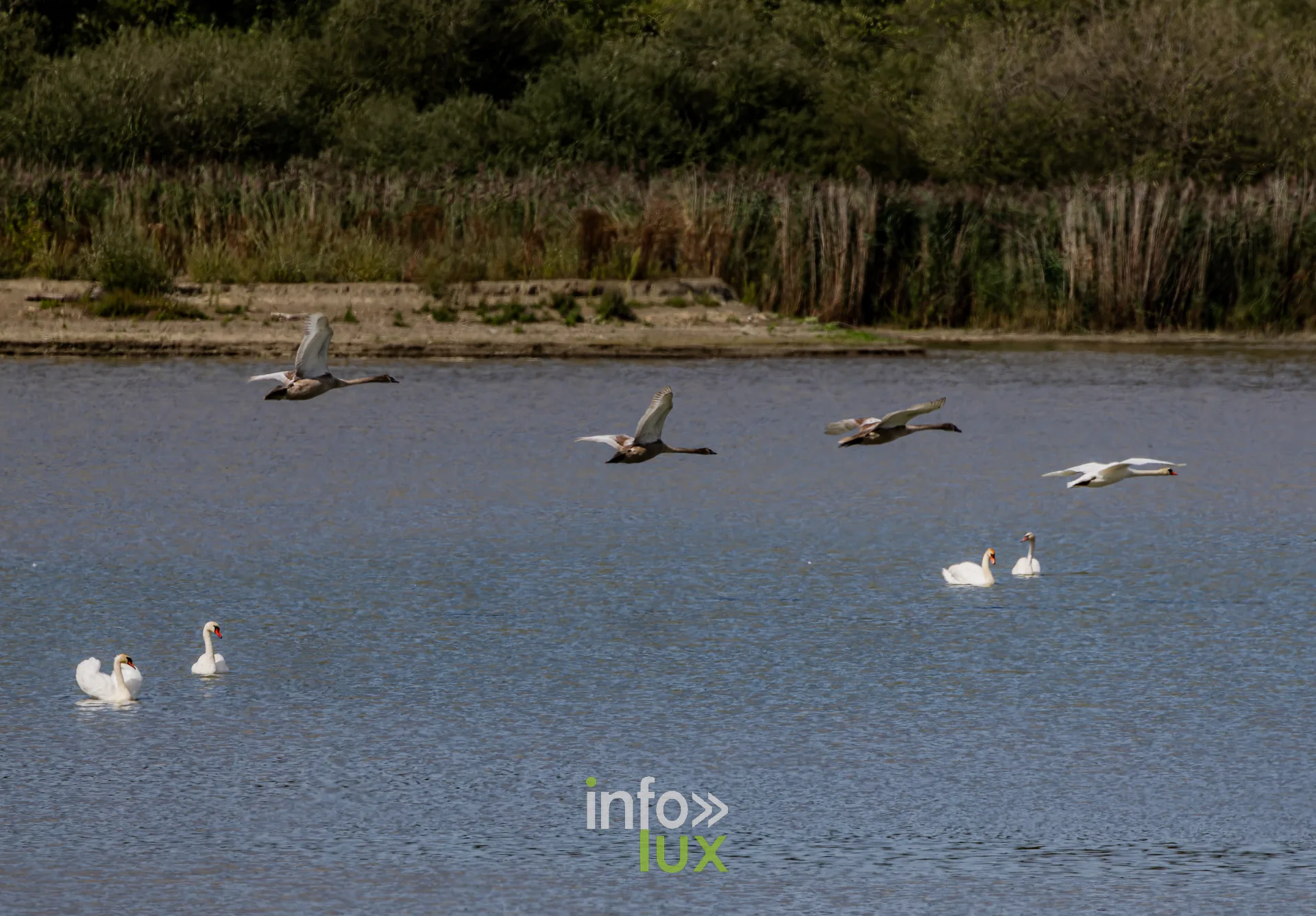 Cygnes tubercules sur l'eau et canards en vol devant la roseliere de l'etang de Virelles