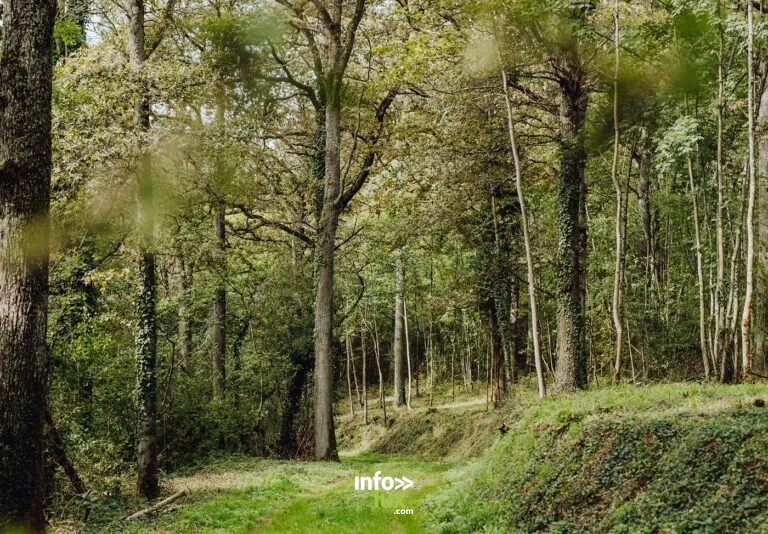 De Gare en Gare : Bois, champs et rivières à Andenne : balade en forêt