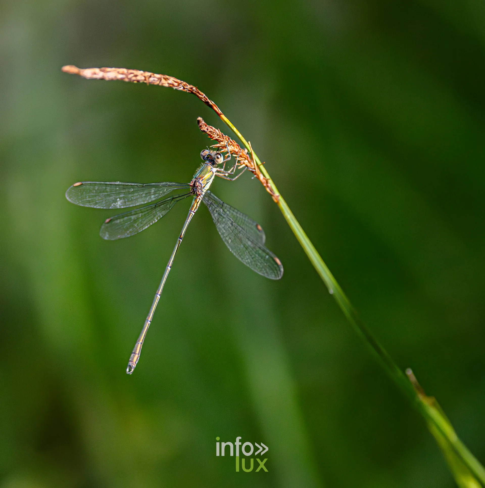 Demoiselle aux ailes transparentes posee sur une graminee au bord de l'etang de Virelles