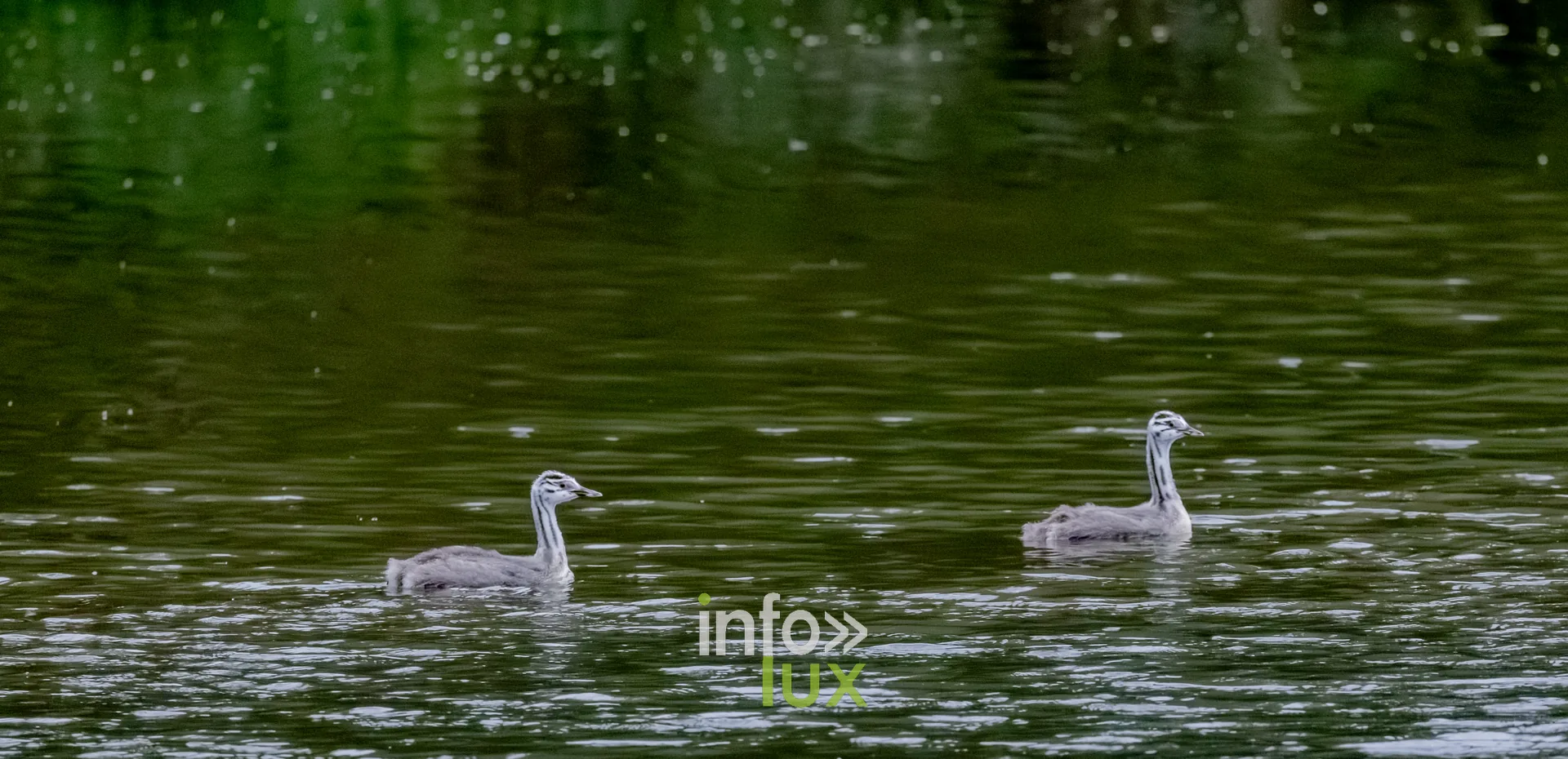 Deux jeunes grebes huppes nageant sur le vieux canal de Ronquieres