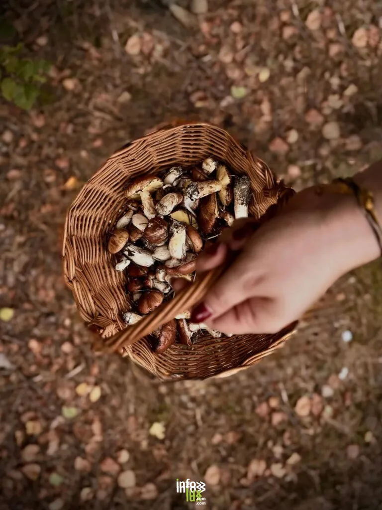 Héron > Fête > Fête des champignons