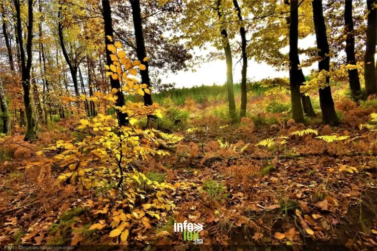 La forêt d’Anlier (Habay) : 7 000 hectares, la plus grande hêtraie de Belgique, entre cerfs et chats sauvages