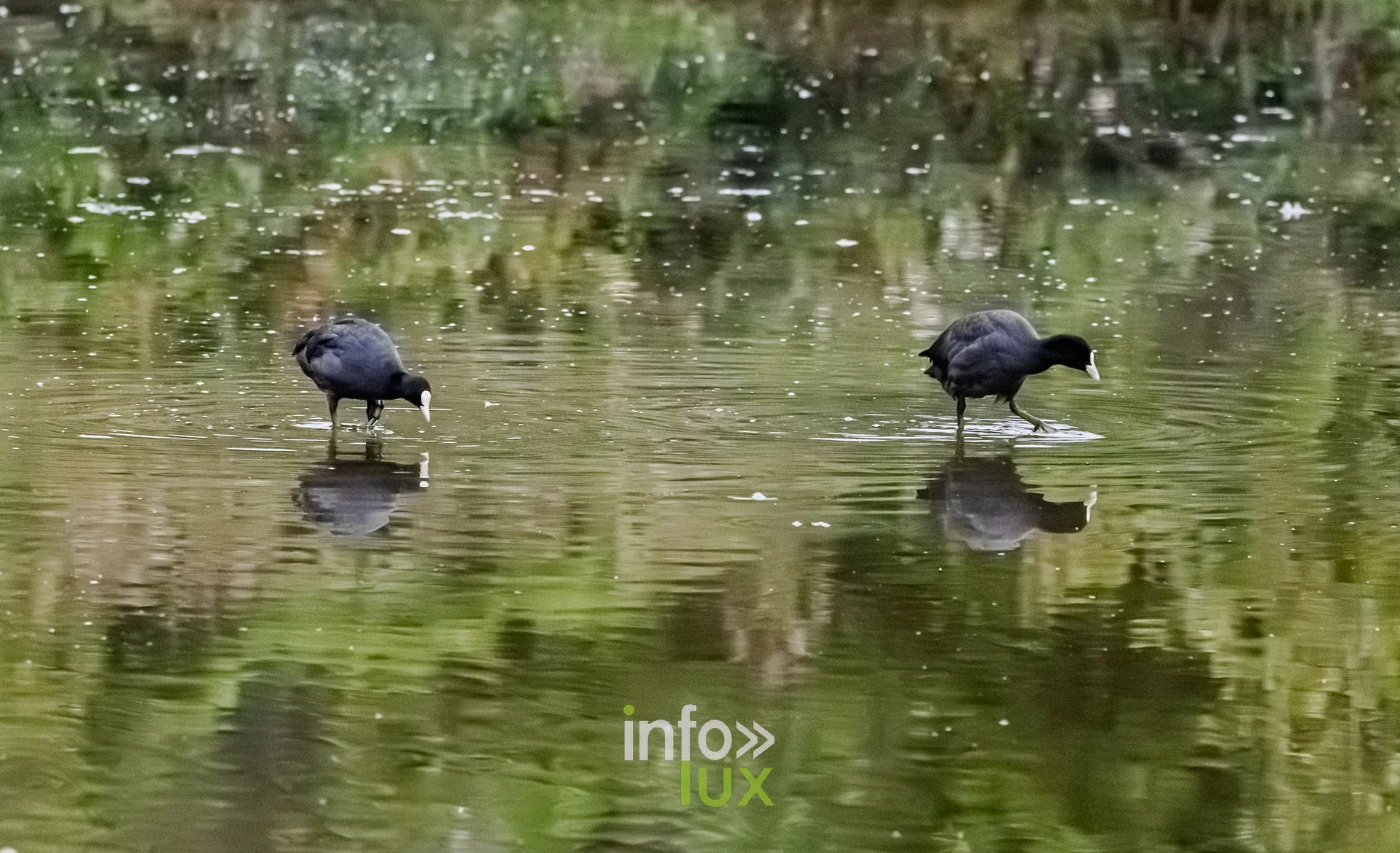 Deux foulques macroules et leurs reflets sur le vieux canal de Ronquieres