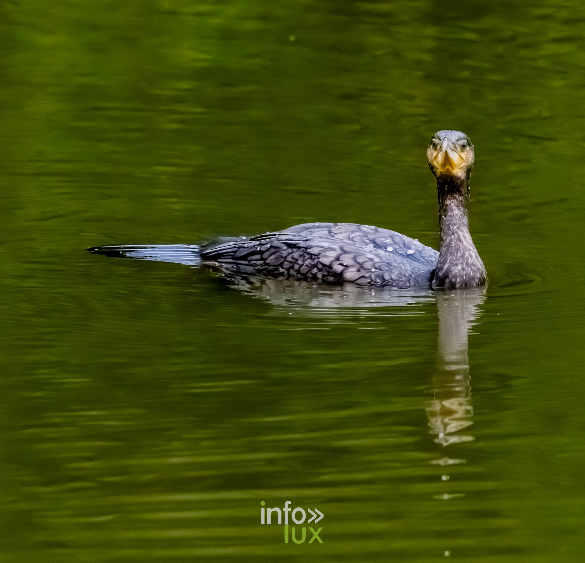 Grand cormoran de face nageant sur le vieux canal de Ronquieres