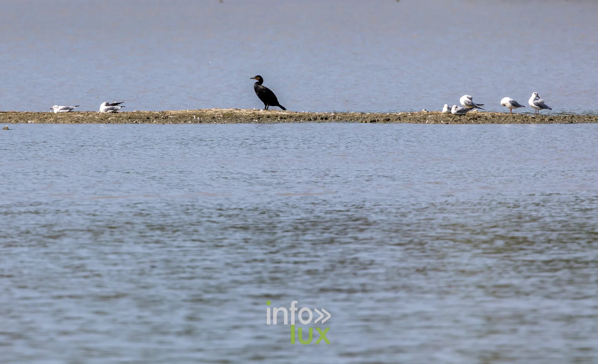 Grand cormoran et mouettes poses sur un banc de sable de l'etang de Virelles