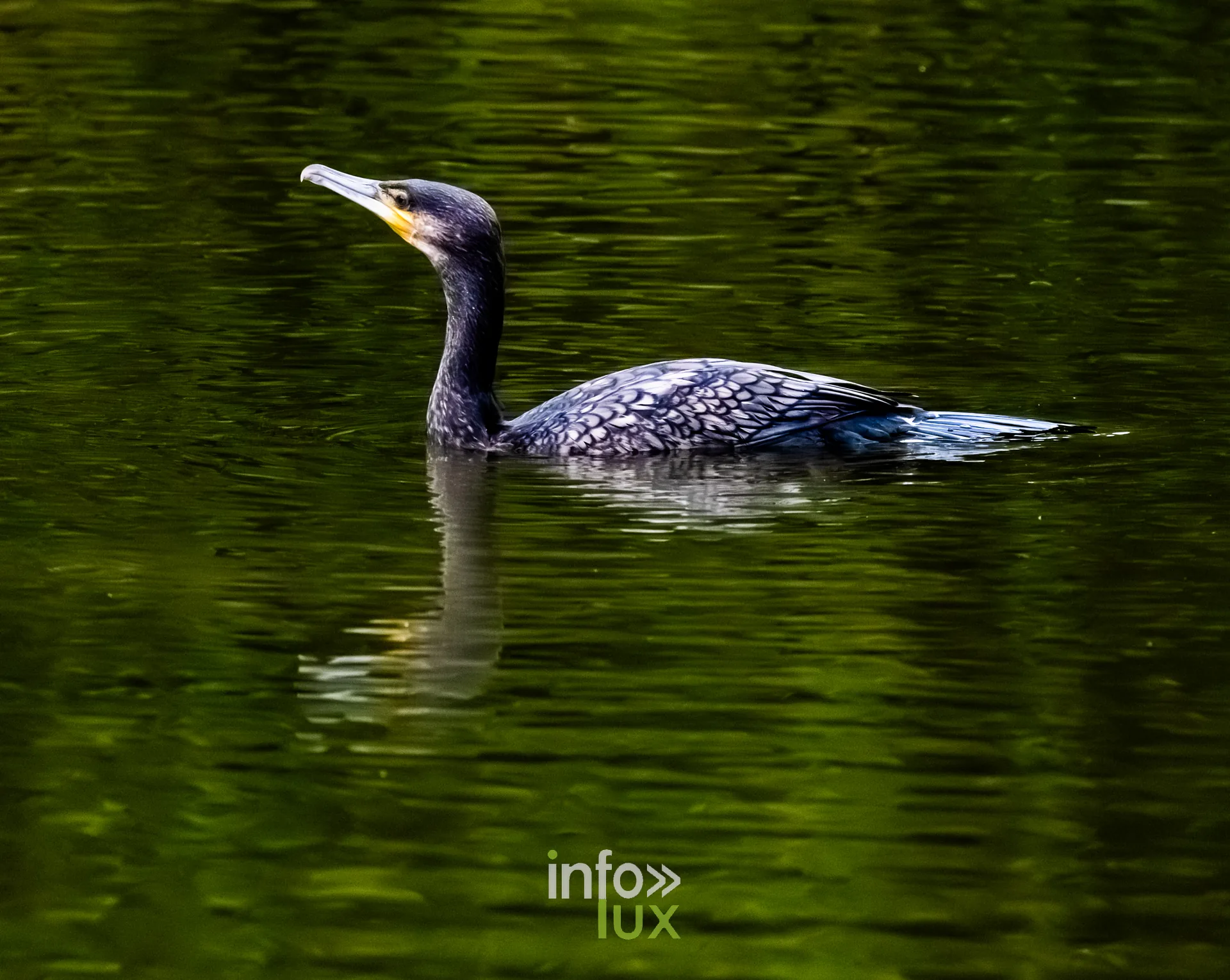 Grand cormoran nageant sur le vieux canal de Ronquieres