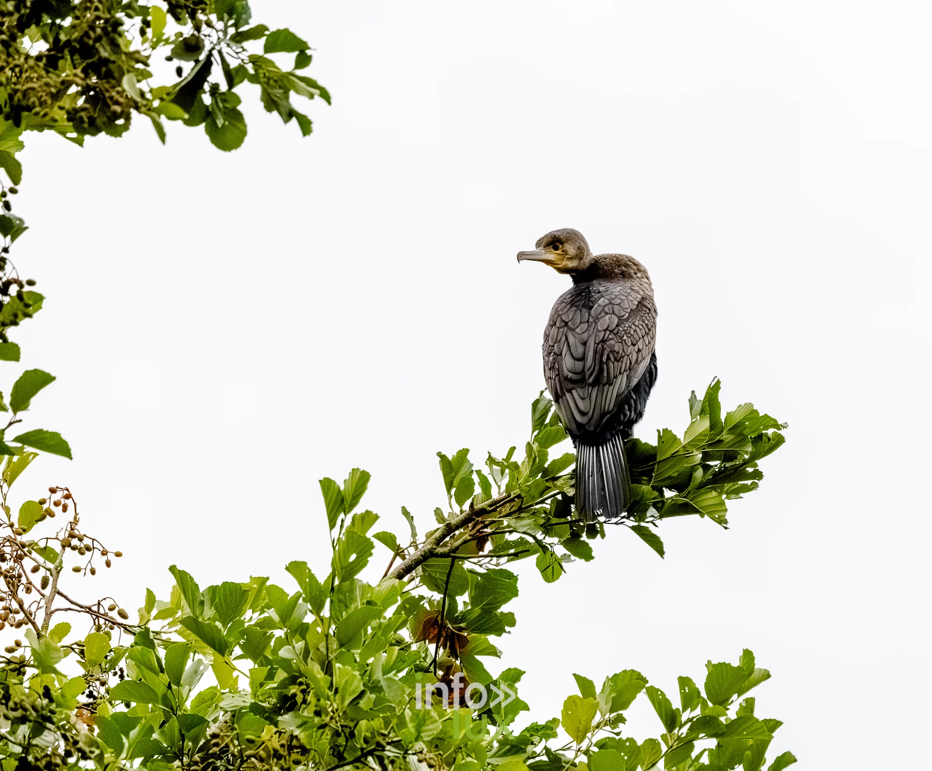 Grand cormoran perche au sommet d'un arbre au bord du vieux canal de Ronquieres