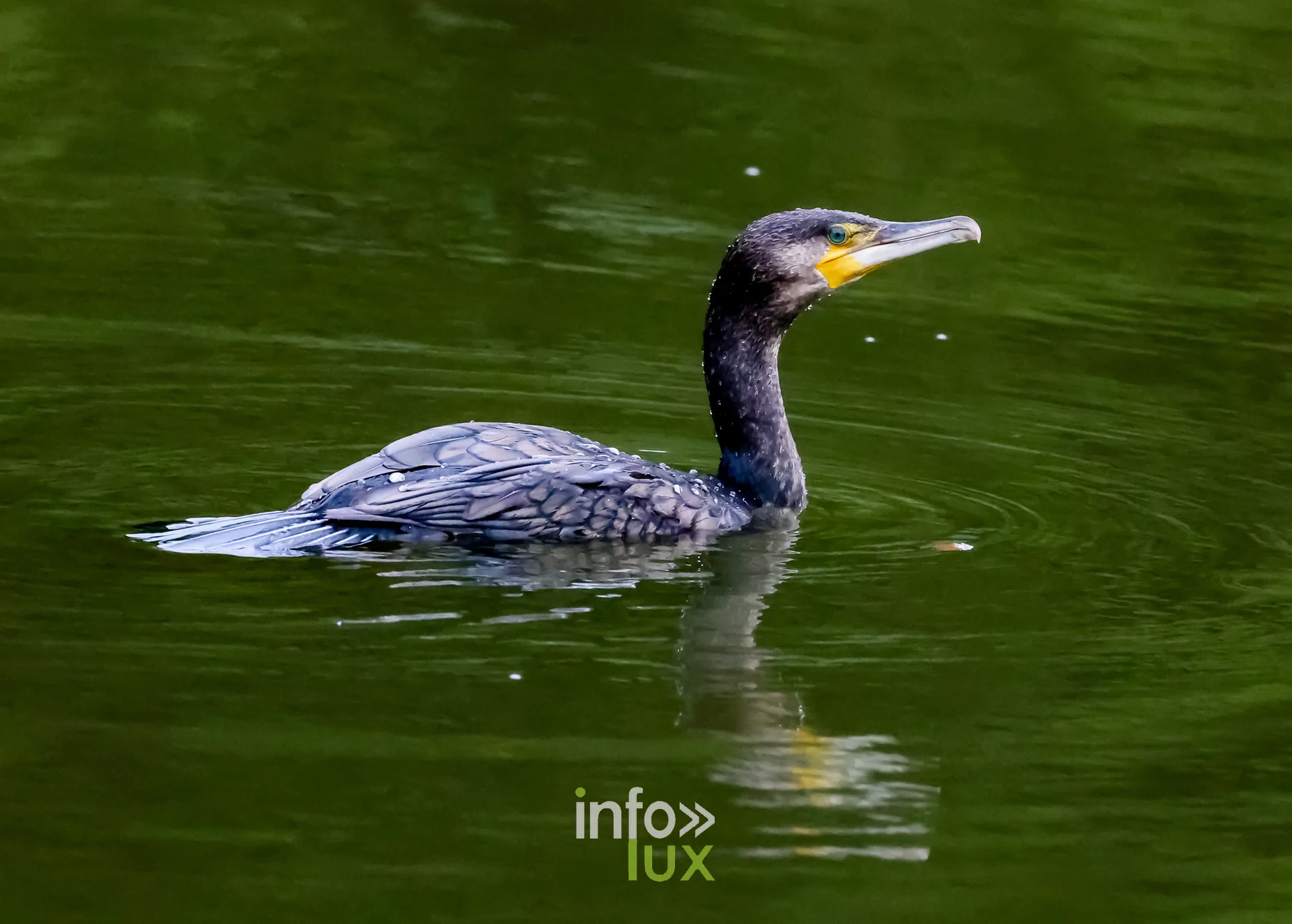 Grand cormoran de profil sur le vieux canal de Ronquieres